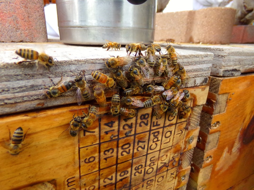 Hive Entrance And Calendar.jpg