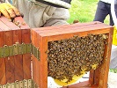 Huber leaf hive