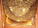 Huber leaf hive