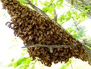 Swarm