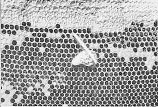 Miller Method queen cell stapled