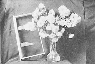 Miller Method Starters in breeding frame