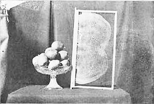 Miller Method comb for queen cells