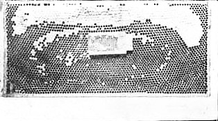 Miller Method Caged Queen Cell