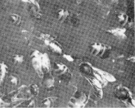 drone organ in queen