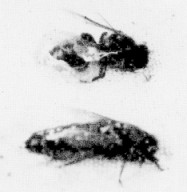 large and small queen