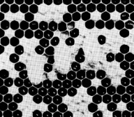 eggs around queen cells